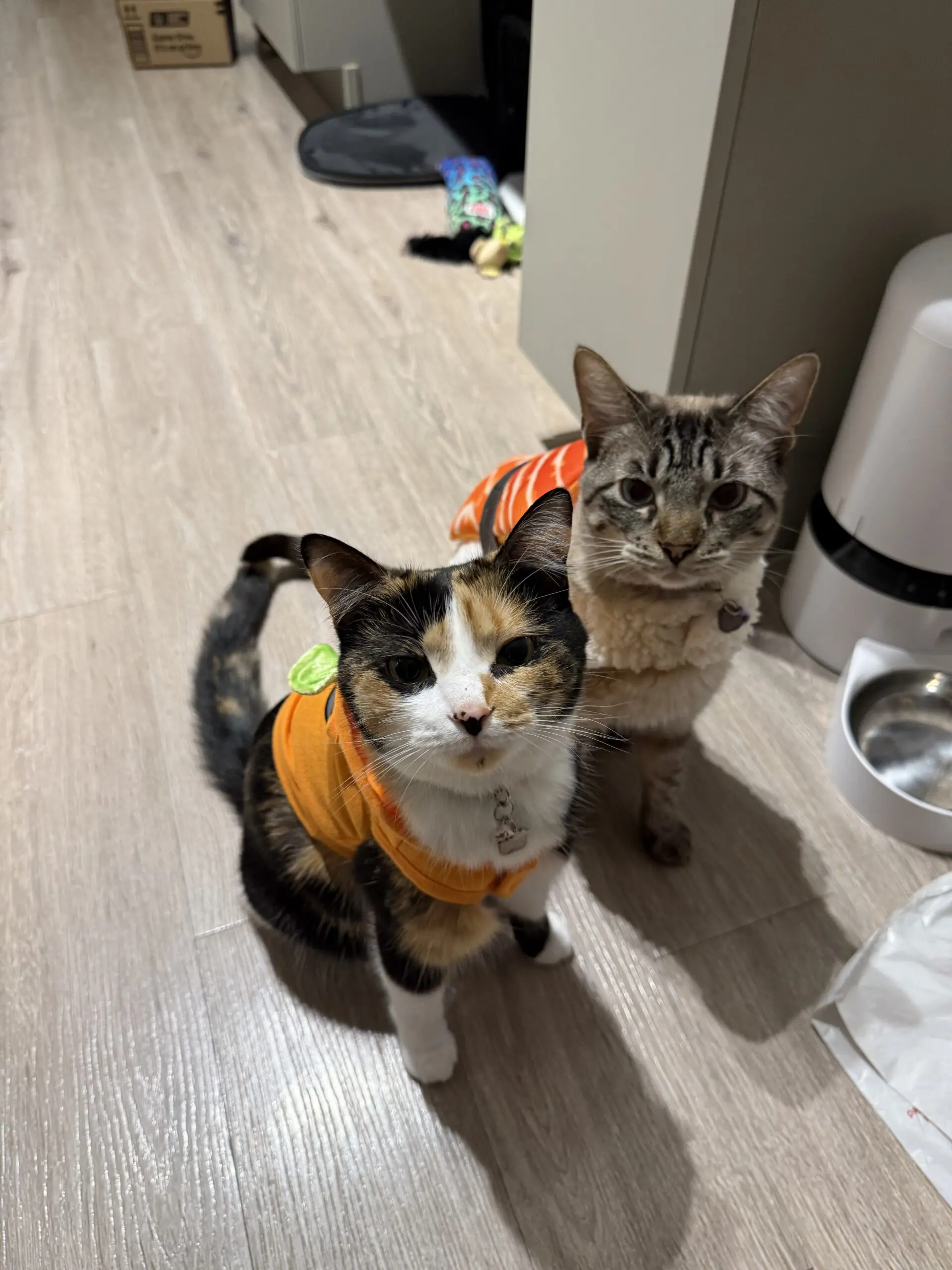 dr. doan's cats looking up