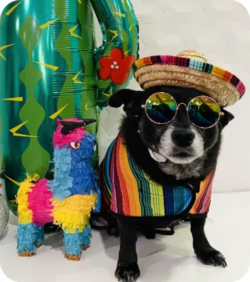 chintu wearing a sombrero