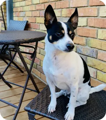 monkey the dog sitting on a chair