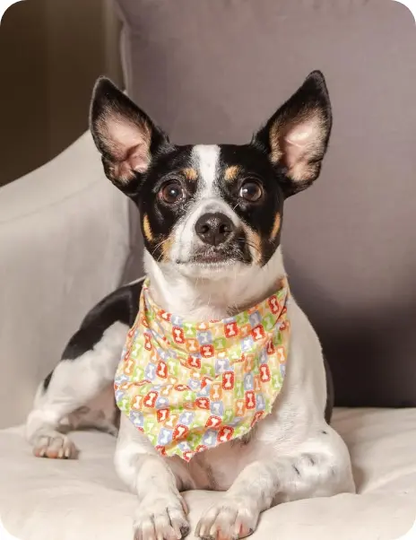 dog sitting in a chair looking at camera